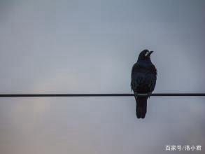 为什么鸟站在电线上不会触电 