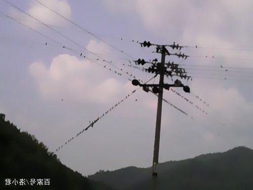 为什么鸟站在电线上不会触电 