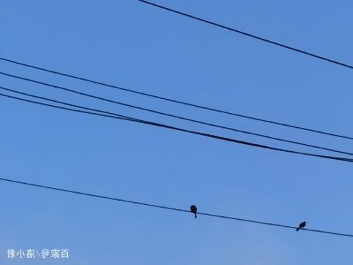 为什么鸟站在电线上不会触电 